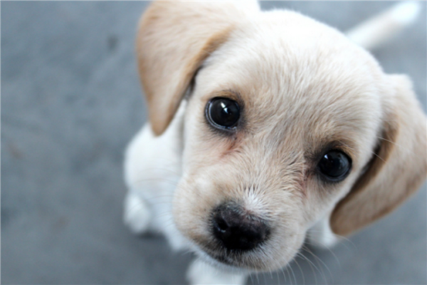 十大认主的狗狗排名（哪种狗狗最认主人）