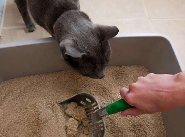 猫拉软便但是精神很好有问题嘛