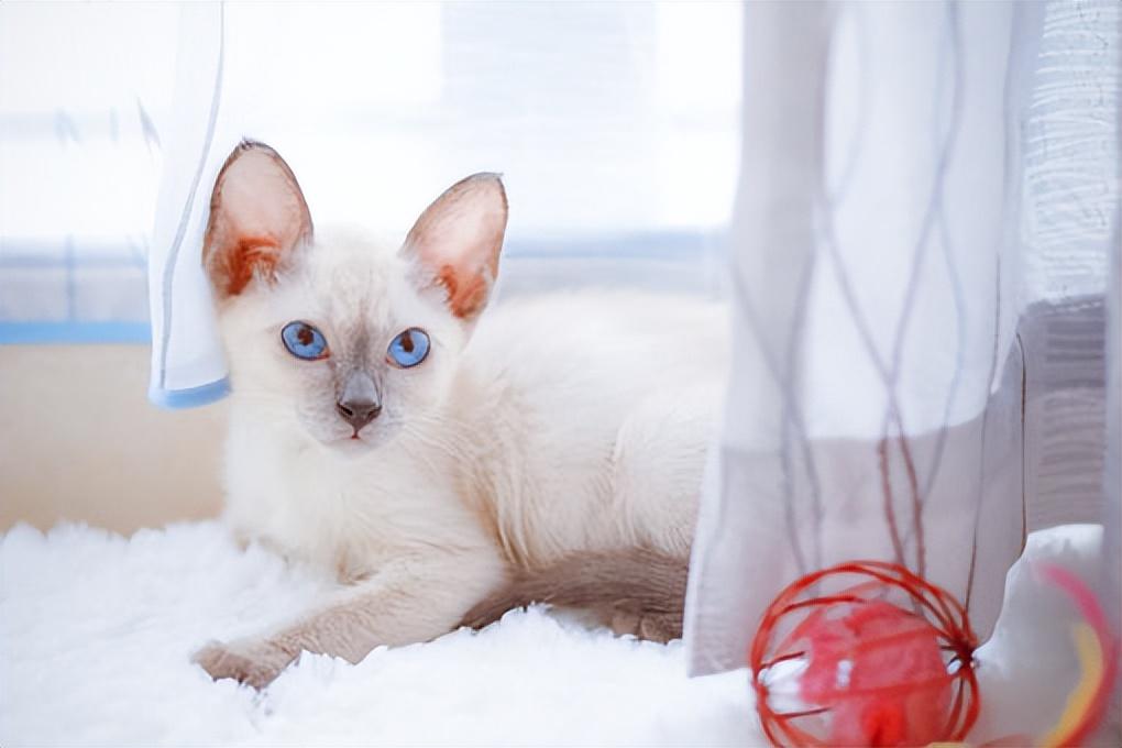 教你挑选纯种暹罗猫的方法（暹罗猫怎么看品相）