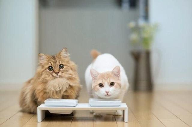 家里来猫预示什么风水(家里来猫预示什么意思)