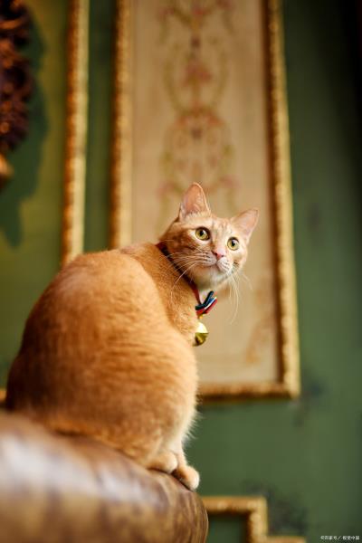 被自家猫抓伤出血要打针吗（被猫咪咬伤抓伤要打针吗）