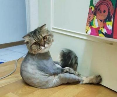 养猫需要注意什么 有什么技巧(养猫时该注意什么)