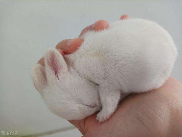 盘点兔子临死前的征兆