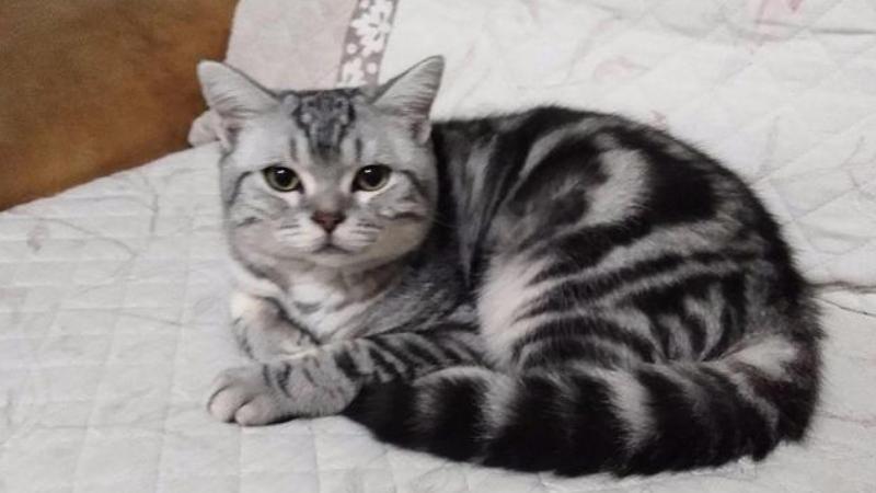 虎斑猫的几个特征(附:虎斑猫是美国常见的短毛猫)