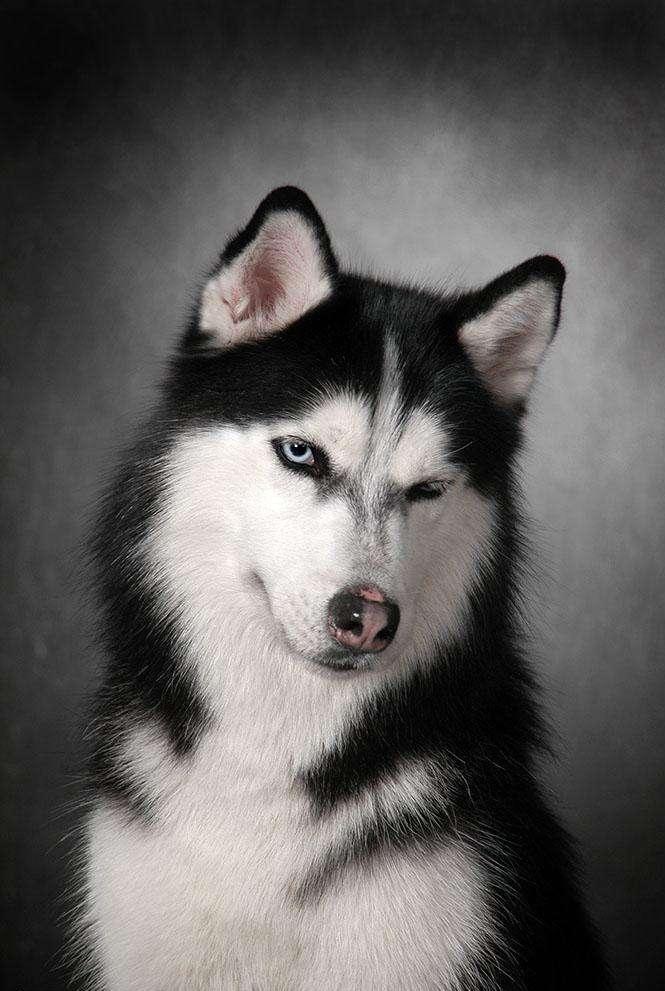 教你鉴别纯种哈士奇的方法