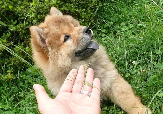 松狮犬怎么看品相（详解：纯种松狮犬特征介绍）