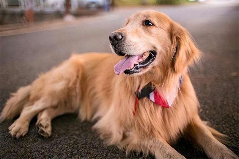 最便宜的狗品种价格一览表（批发买10元1条小狗靠谱吗）