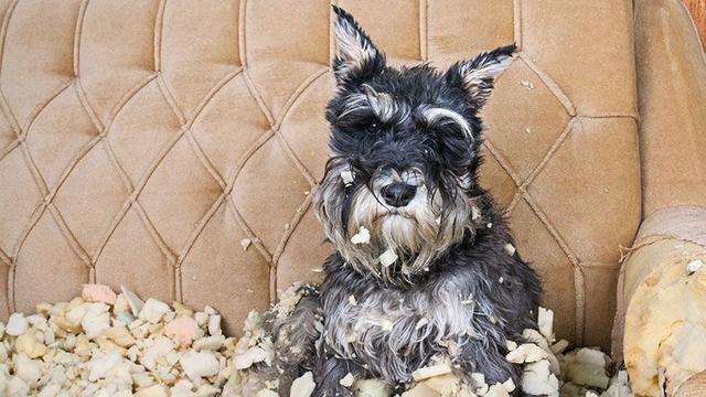 狗狗“拆家”屡教不改,别急着打,针对原因好解决