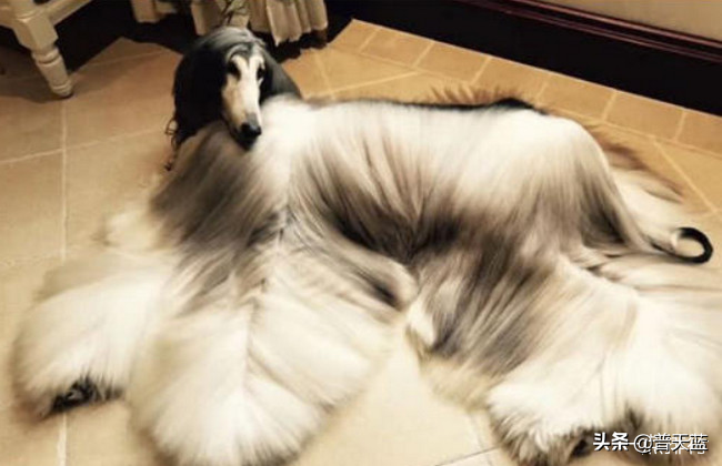 最强的十种猎犬介绍（什么猎犬最好养）