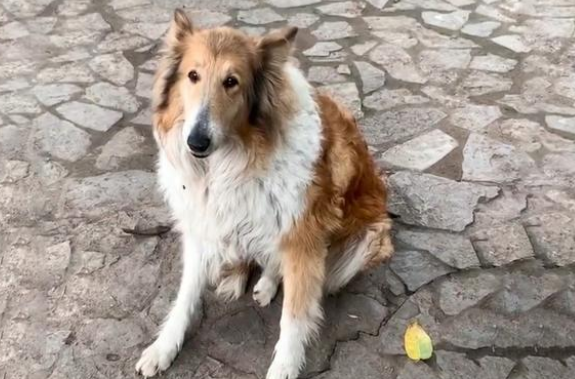 遛狗偶遇苏格兰牧羊犬，意外发现狗狗悲惨身世