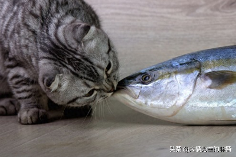 猫吃鱼会被鱼刺卡吗（附：会卡因此这5种鱼尽量别给猫吃）