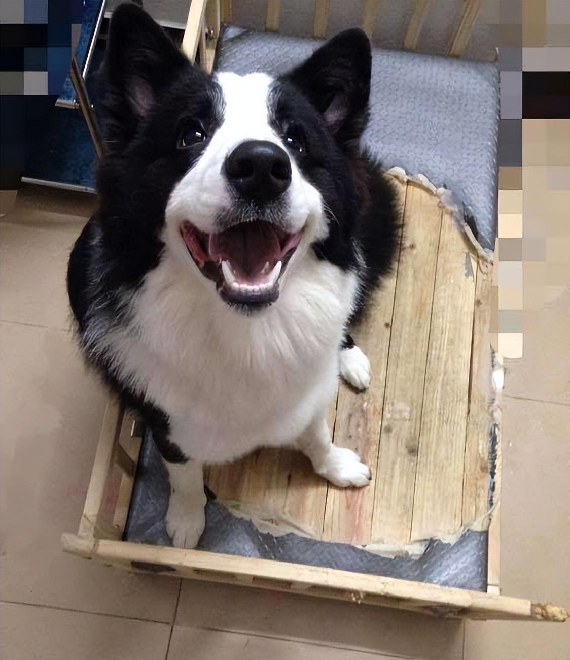 告诉你不养边牧的六个理由（为什么不喜欢养边牧）