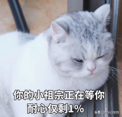 猫咪不吃东西是怎么回事(猫咪不爱吃饭怎么办)