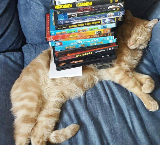 橘白猫性格优点缺点是什么(橘白猫性格优点缺点分析)