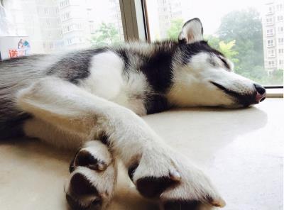 狗狗发烧的几大特征