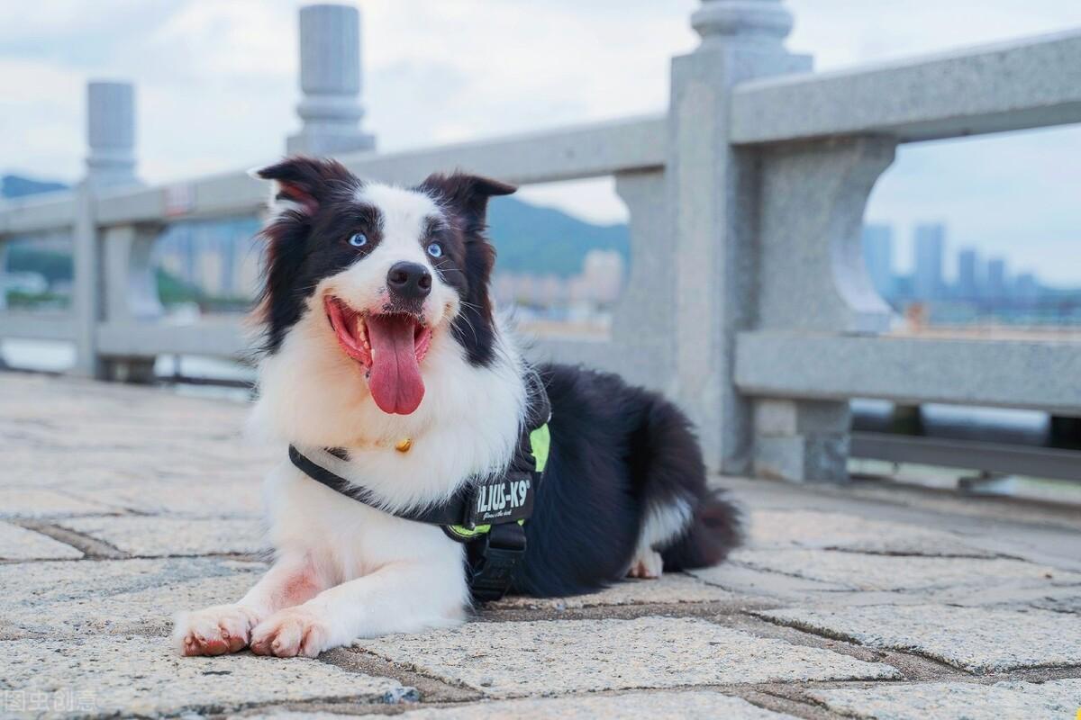 牧羊犬智商高为何很少人饲养（附：牧羊犬图片）