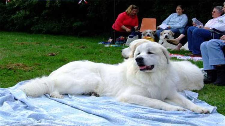 养大白熊犬要注意的事项(大白熊犬怎么养)