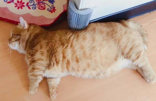 猫怀孕会有什么变化