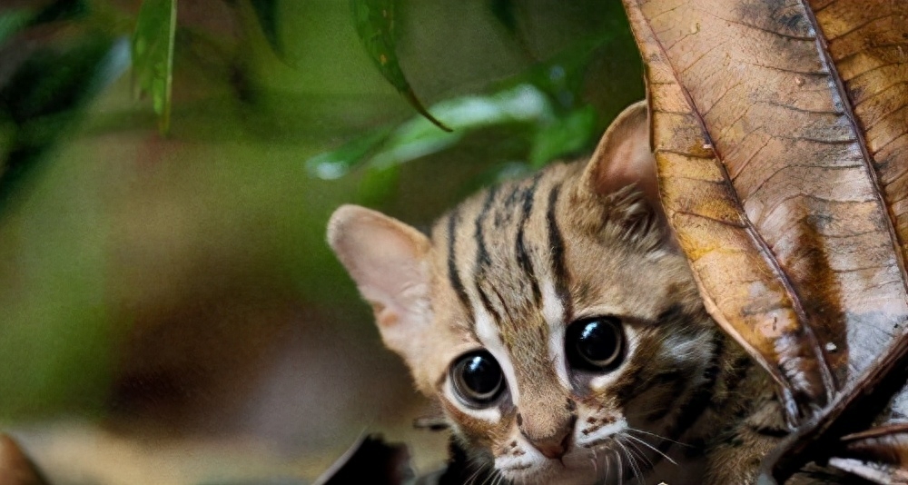 世界十大禁养名猫有哪些（附：不建议养的10种违法猫咪）