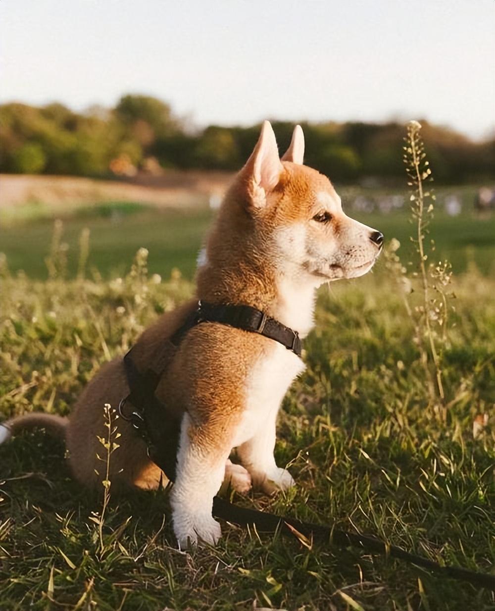 纯种柴犬的特点是什么（详解纯柴犬外形特征）