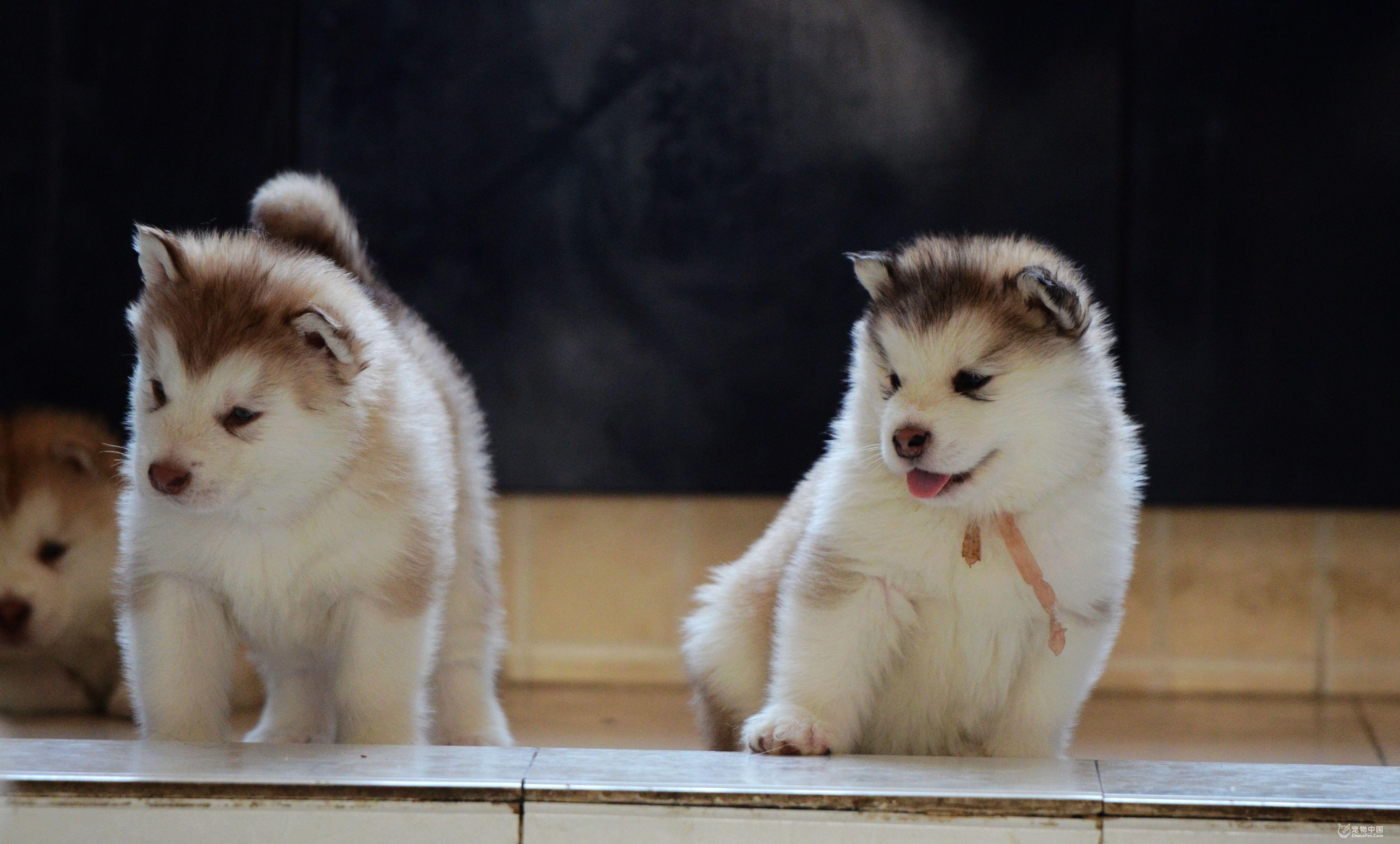 分享五个饲养阿拉斯加犬的理由（阿拉斯加犬好养吗）