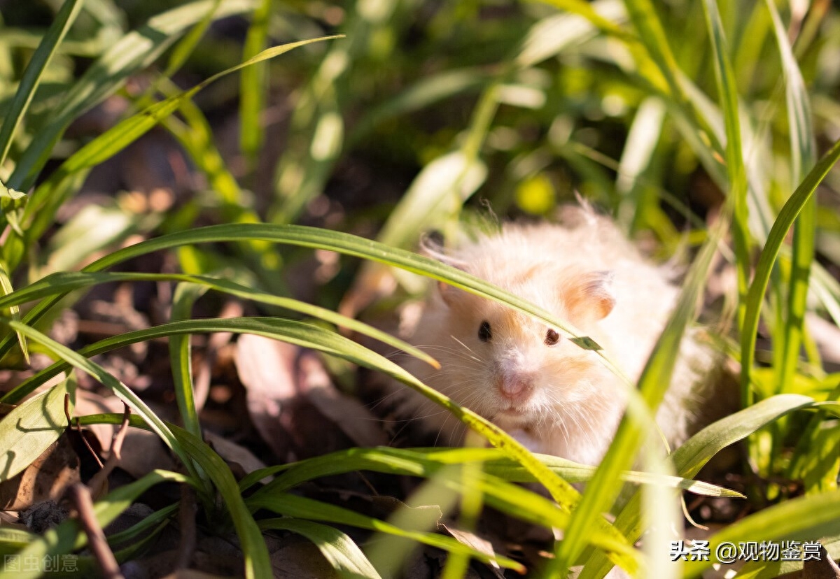 仓鼠湿尾症最简单的治法有哪些(注意：湿尾严重要立马就医)