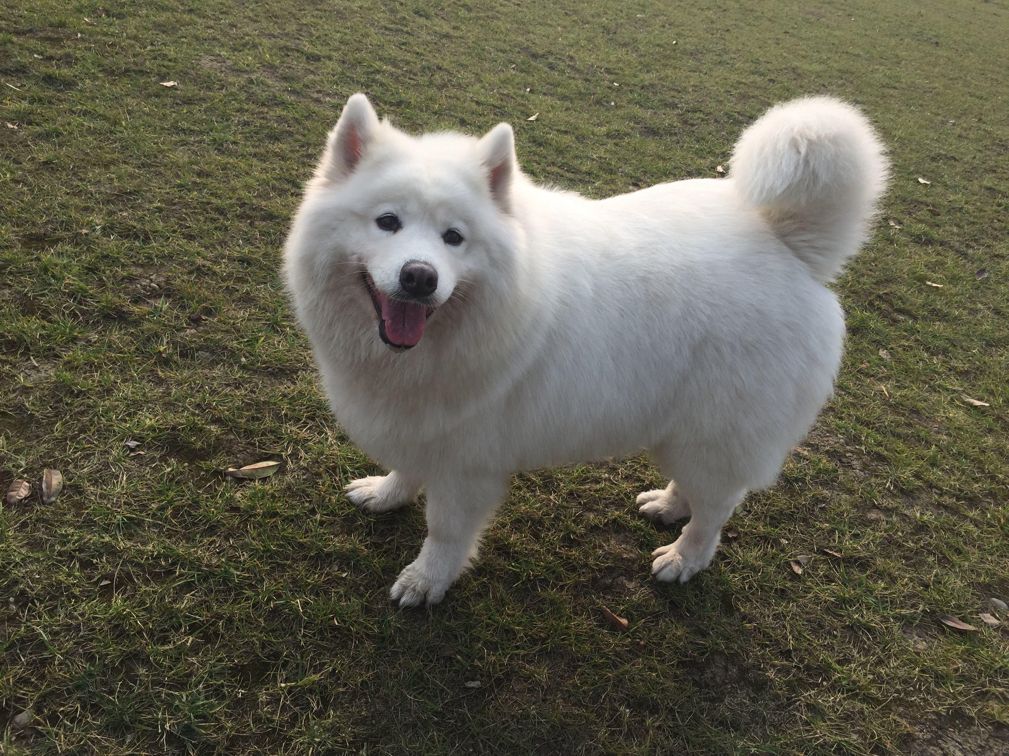 萨摩耶犬的饲养方法