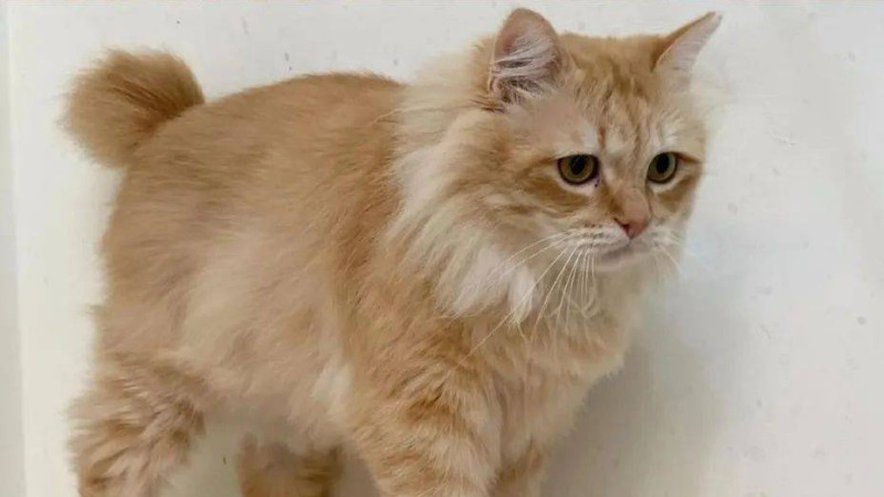 公猫尿血有生命危险嘛（详解：公猫尿血的7种可能）