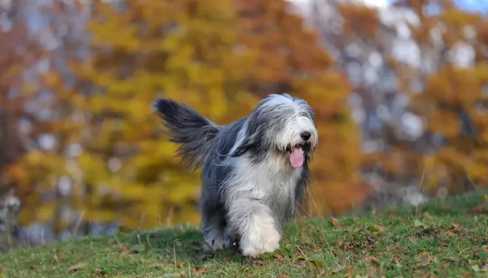 古代英国牧羊犬性格如何