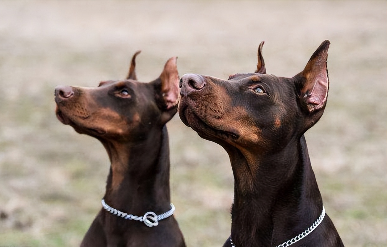 分享养杜宾犬的六大好处（杜宾犬好养吗）