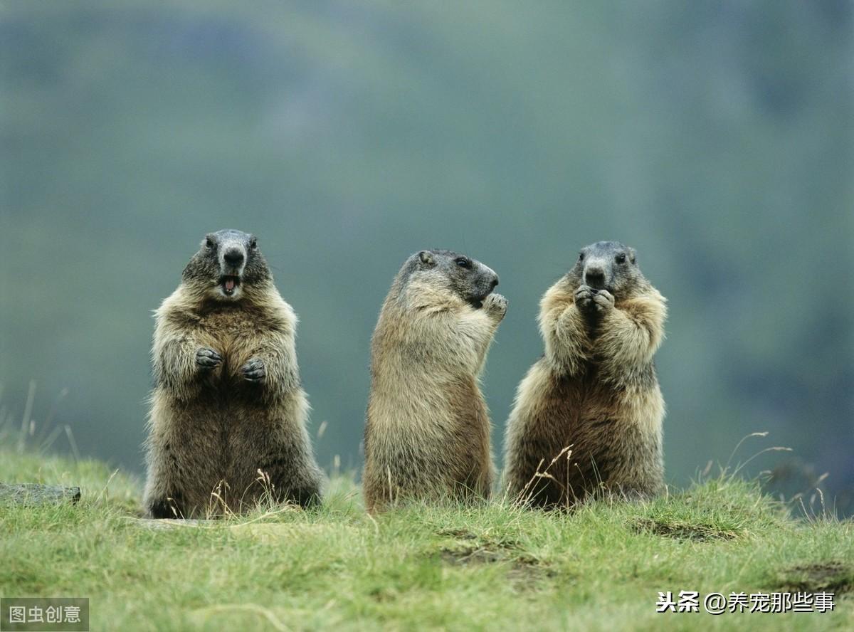 为何专家不给养土拨鼠为宠物（专家指称：“绝对不能养）