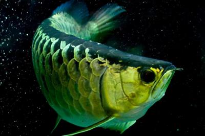 龙鱼不吃食怎么回事（龙鱼可以多少天不进食）