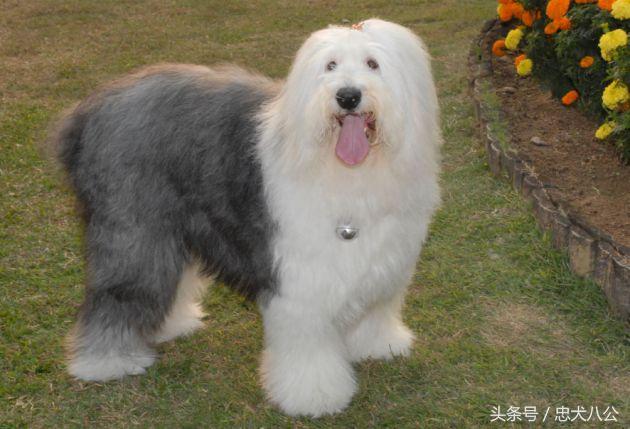 古牧品相好的挑选技巧（教你如何挑选古牧犬）