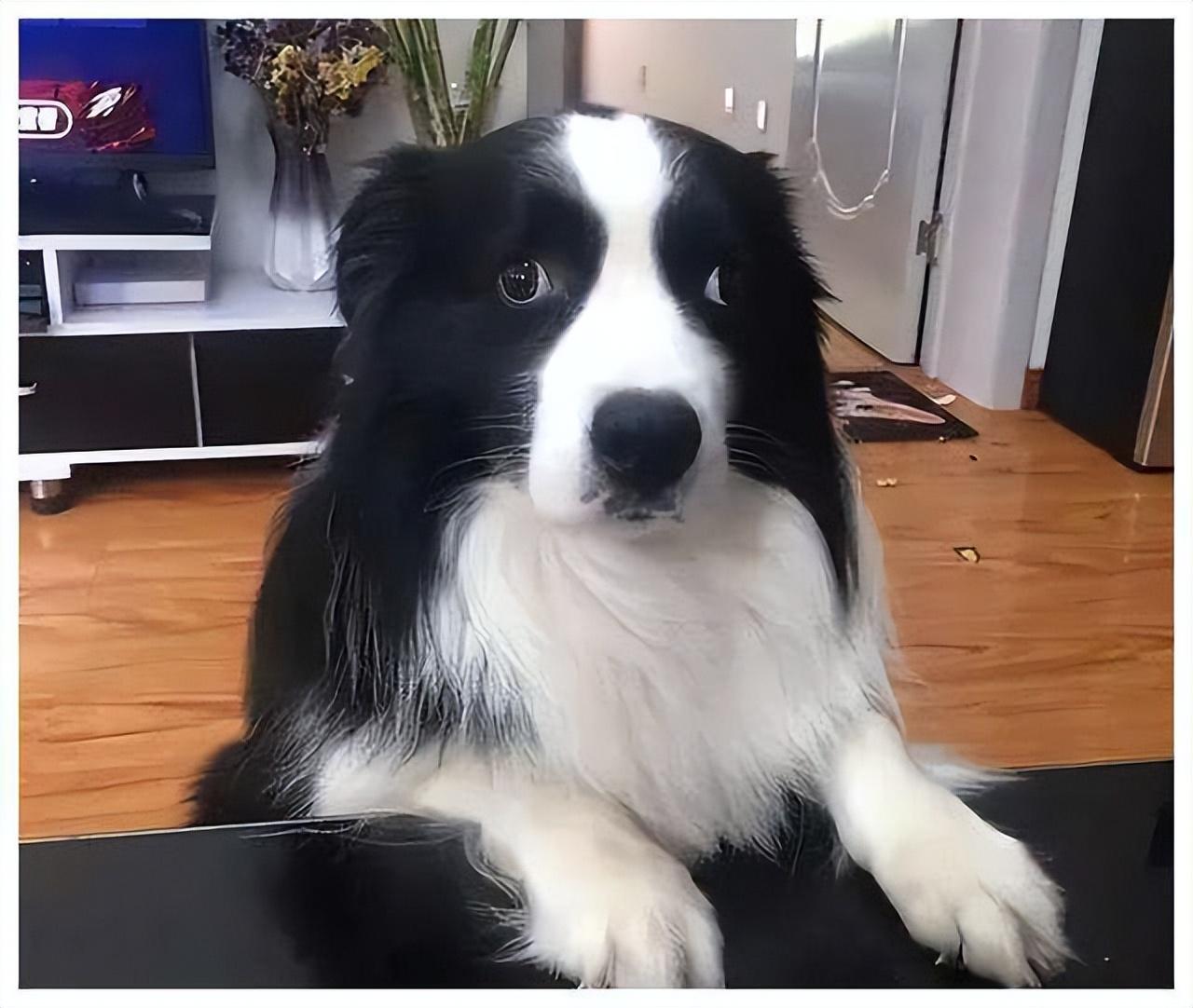 告诉你不养边牧的六个理由（为什么不喜欢养边牧）