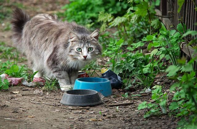 非纯种猫有哪几个特点（详解：非纯种猫的3个优点）