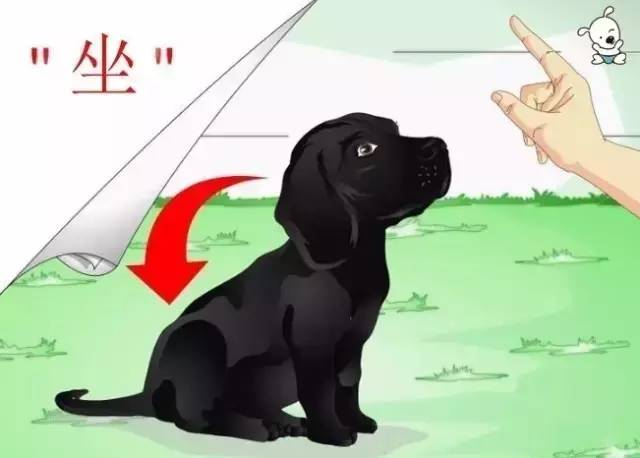 拉布拉多犬怎么训练（详解：训练拉布拉多最佳方法）