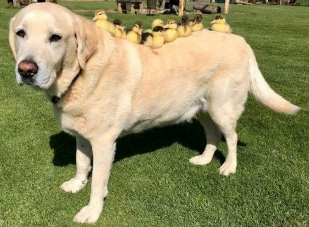 鸭妈妈被小狐狸咬死，9只小鸭子却被11岁导盲犬救出，场景令人暖人