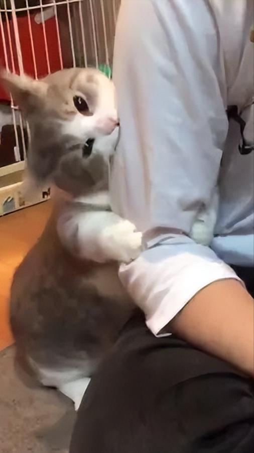 猫咪轻轻咬你代表6种行为(附：猫咪用头轻轻拱人也是同样意思)