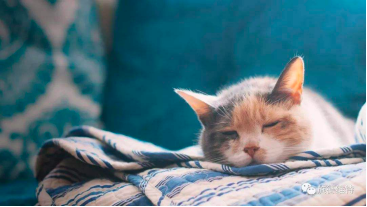 2个月小猫太脏怎么办（附：短毛猫2-3个月洗1次）