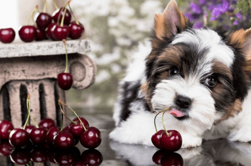 了解狗狗不能吃的水果（狗狗能吃香蕉吗）