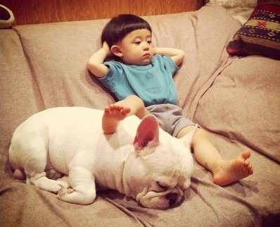 宠物犬排名及图片大全（宠物犬种类大全及名称）