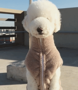 分享饲养巨型贵宾犬的好处（巨型贵宾犬好养吗）