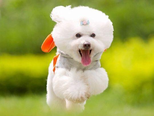 比熊智商高低不稳你都知道那些（盘点比熊智商低的6大表现）