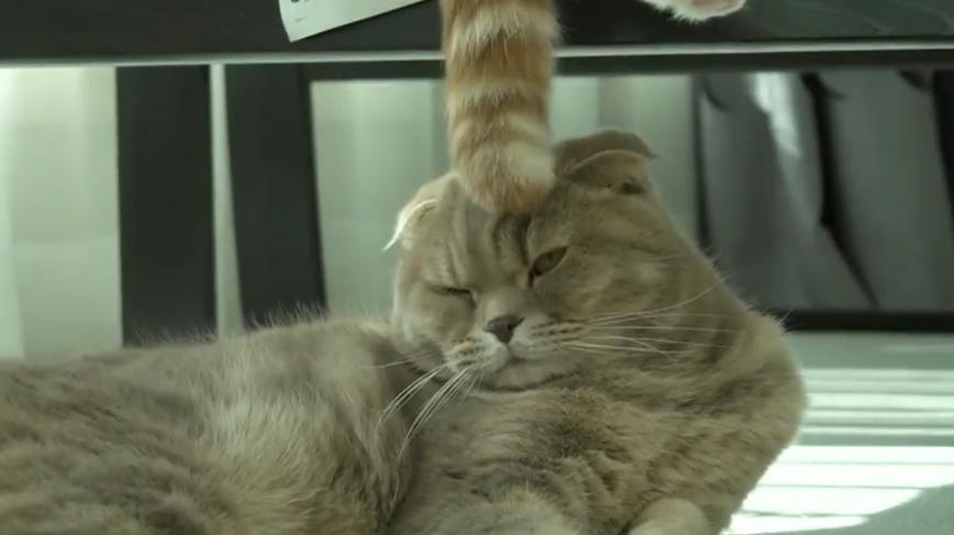 猫的尾巴有何作用(附:大力扯猫的尾巴会怎么样)