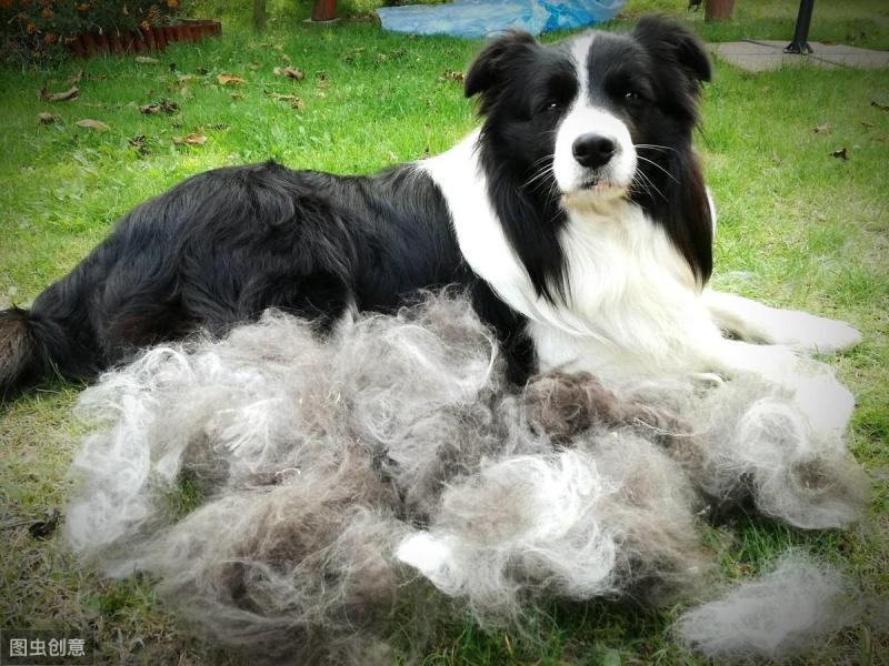 给所有养边牧的人10大忠告（附：养边牧的人都后悔了吗）