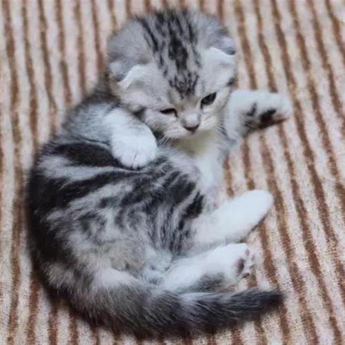 美短幼猫失败品相 怎么看美短猫纯不纯