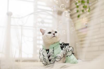 猫咪流脓鼻涕吃什么药(猫咪伤口化脓用什么药)