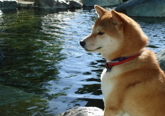 调皮的秋田犬喜欢咬东西怎么办?科学教育很有必要! 调皮的秋田犬喜欢咬东西怎么办?科学教育很有必要!