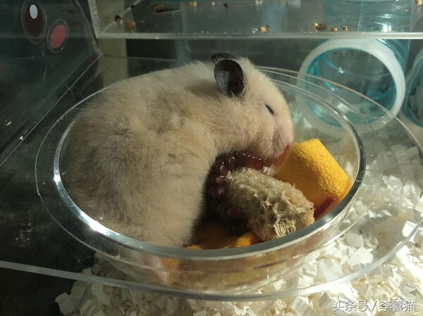 金丝熊怎么养才亲近主人（详解：新手如何获得金丝熊的信任）