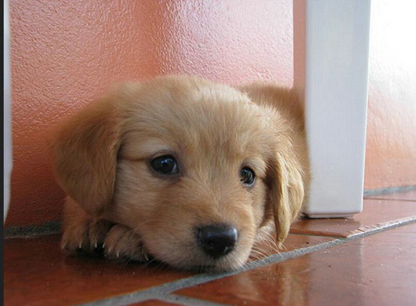 如何看出小幼犬认宠主人了呢